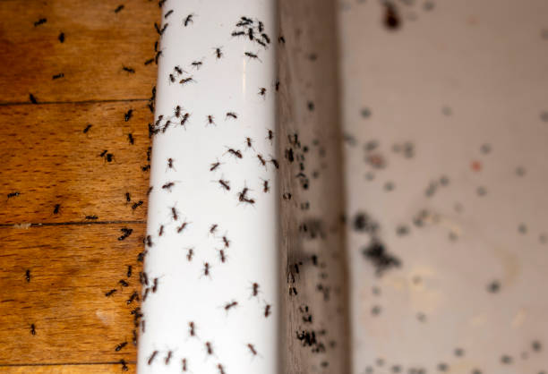 Best Cockroach Control Services  in Vilge St George, LA