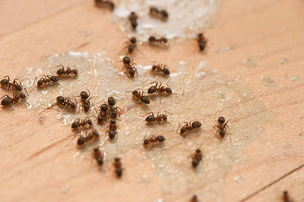 Best Emergency Pest Control  in Vilge St George, LA